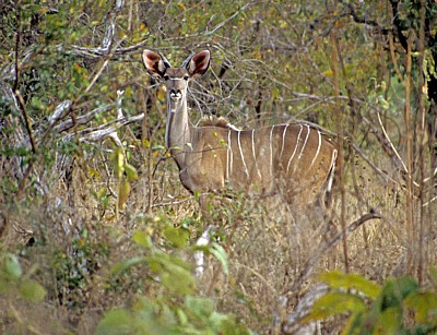 Großer Kudu (Tragelaphus strepsiceros, weiblich) - Selous Wildreservat