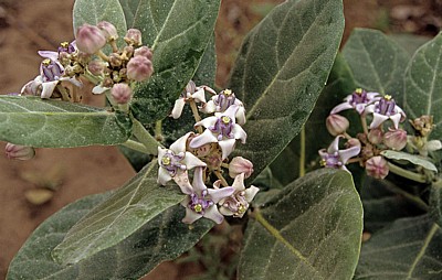 Blühendes Nachtschattengewächs (Solanum) - Pwani Region