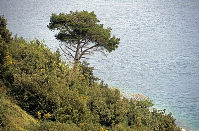 Steilküste: Waldkiefer (Pinus sylvestris) - Gespanschaft Dubrovnik-Neretva