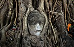 Geschichtspark Ayutthaya: Eingewachsener Kopf Buddhas - Ayutthaya