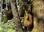 Gewürztour: Jackfruit (Artocarpus heterophyllus) - Sansibar