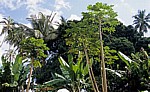 Gewürztour: Papaya, Bananenstauden, Palmen, ... - Sansibar
