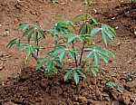 Gewürztour: Cassava - Sansibar