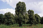 Gewürztour: Nelkenbäume - Sansibar