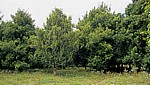 Gewürztour: Muskatnußbäume - Sansibar