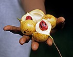 Gewürztour: Muskatnüsse - Sansibar
