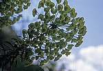 Pflanze - Gjirokastra