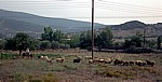 Schafhirte mit seiner Herde - Epidauros