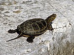 Wasserschildkröte - Butrint