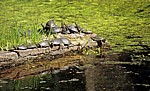 Wasserschildkröten - Butrint
