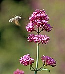 Insekt im Anflug auf eine Blüte - Butrint