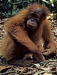 Orang Utan (Pongo abelii) - Leuser National Park