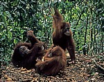 Orang Utans (Pongo abelii) - Leuser National Park