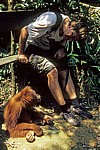 Jürgen neben Orang Utan Abu (Pongo abelii) - Leuser National Park