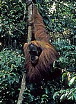 Orang Utan (Pongo abelii) - Leuser National Park
