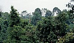 Baumkronen - Leuser National Park