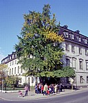 DDR: Gingkobaum am Fürstenhaus - Weimar