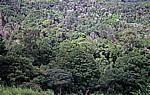 Wald: Bäume und Flechten - Chimanimani Mountains