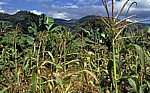 Obst- (Bananen, Mandarinen) und Maisanbau (mix cropping) - Chimanimani Mountains