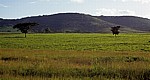 Teeplantage - Chimanimani Mountains