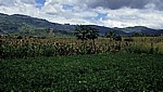 Versuchsfelder mit Erdnüssen (vorne) und Mais - Provinz Manica