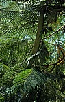 Akazienblätter (Mimosaceae) - Nyanyadzi Hot Springs