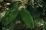 Akazienblätter (Mimosaceae) - Nyanyadzi Hot Springs
