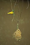Webervogel (Ploceidae) beim Nestbau - Victoria Falls