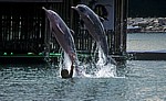 Sentosa - Palawan Beach: Delphin-Lagune - Buckeldelphine (Sousa chinensis) - Singapur