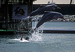 Sentosa - Palawan Beach: Delphin-Lagune - Buckeldelphine (Sousa chinensis) - Singapur