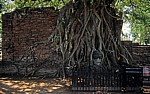 Geschichtspark Ayutthaya: Eingewachsener Kopf Buddhas - Ayutthaya