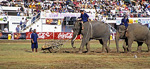 Elephant Round-up: Elefant schiebt eine Handkarre - Surin