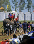 Elephant Round-up: Auch elefantöse Sieger genießen den Starrummel - Surin