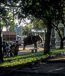 Elefant am Wat Phnom - Phnom Penh