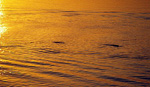 Irrawaddy-Delphine (Orcaella brevirostris) im Sonnenuntergang - Kratie