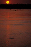 Irrawaddy-Delphine (Orcaella brevirostris) im Sonnenuntergang - Kratie
