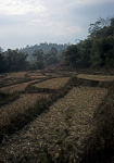 Reisfelder - Doi Inthanon-Nationalpark