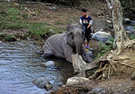 Karen-Dorf: Elefant bei der Morgentoilette - Doi Inthanon-Nationalpark