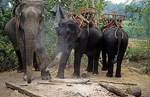 Karen-Dorf: Reitelefanten - Doi Inthanon-Nationalpark