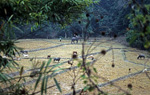 Reisfelder mit Wasserbüffeln - Doi Inthanon-Nationalpark