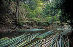 Bambus-Brücke über den Fluß - Doi Inthanon-Nationalpark
