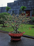 Blumenkübel am Ho Chi Minh-Mausoleum - Hanoi