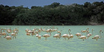 Flamingos (Phoenicopterus ruber) - Reserva de la Biósfera Ría Celestún
