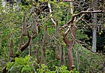 Hängende Nester des Montezuma-Goldschwanzes (Psarocolius Montezuma) - Tikal