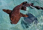 Ammenhai (Ginglymostomatidae) - Belize Barrier Reef