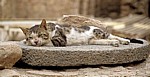 Festung: Katze - Aqaba