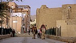 Kamele vor der Festung - Aqaba