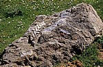 Jakobsweg (Navarrischer Weg): Knochen auf einem Felsen - Pyrenäen (F)
