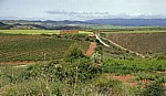 Jakobsweg (Camino Francés): Landschaft zwischen Cirauqui und Lorca - Navarra