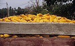 Jakobsweg (Caminho Português): Maiskolben auf einem Anhänger - Fontoura